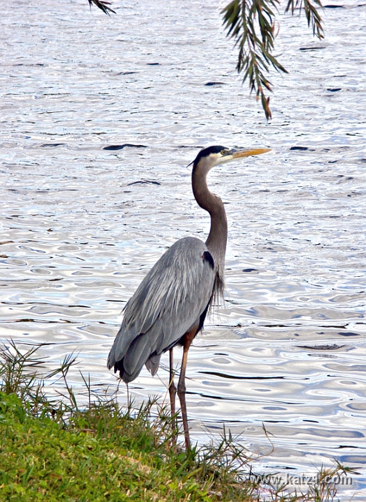 Heron 1